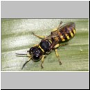 Ectemnius lituratus - Grabwespe w11 12mm.jpg